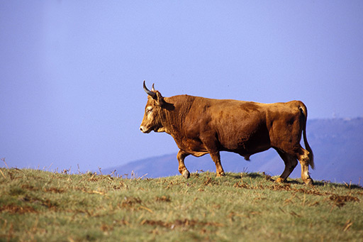 La vache Betizu