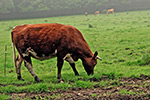 vache-armoricaine